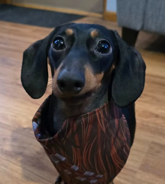 best dog